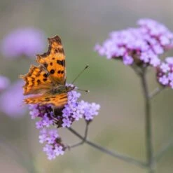 Purple Top Vervain 'Verbena Bonariensis' (8 X 9cm Pots) 10 Purple Top Vervain 'Verbena Bonariensis' (8 X 9cm Pots) -Bird Supply Store 95370 5 3