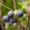 Blueberry 'Bluegold' (11cm Pot) 1 Blueberry 'Bluegold' (11cm Pot) -Bird Supply Store 95506 1