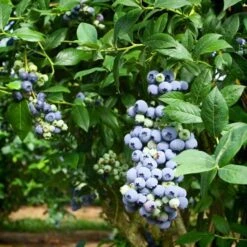 Blueberry 'Bluegold' (11cm Pot) 10 Blueberry 'Bluegold' (11cm Pot) -Bird Supply Store 95506