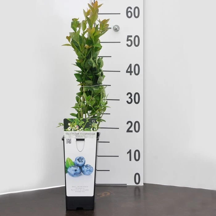 Blueberry 'Bluegold' (11cm Pot) 7 Blueberry 'Bluegold' (11cm Pot) - Image 5