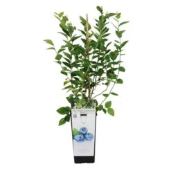 Blueberry 'Bluegold' (11cm Pot) 13 Blueberry 'Bluegold' (11cm Pot) -Bird Supply Store 95506 8