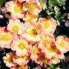Bee Perfect Rose (Bijenweelde®) Apricot (2L Pot) -Bird Supply Store bijenweelde r apricot 80154
