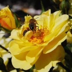 Bee Perfect Rose 'Bijenweelde®' Yellow (2L Pot) -Bird Supply Store bijenweelde r gelb 1 80155