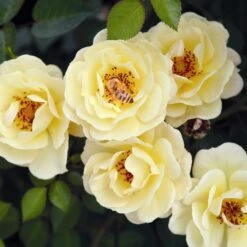 Bee Perfect Rose 'Bijenweelde®' Yellow (2L Pot) -Bird Supply Store bijenweelde r gelb 80155