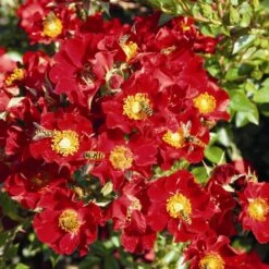 Bee Perfect Rose 'Bijenweelde®' Red (2L Pot) -Bird Supply Store bijenweelde rot 80153