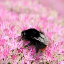 Sedum Spectabile 'Brillant' (8 X 9cm Pots) -Bird Supply Store fetthenne sedum spectabile 95281 3 3