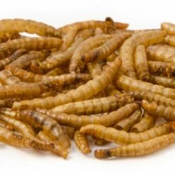 Dried Mealworms - Bird Food -Bird Supply Store getrocknete mehlwuermer 28030 2