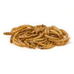 Dried Mealworms - Bird Food -Bird Supply Store getrocknete mehlwuermer 28030 3