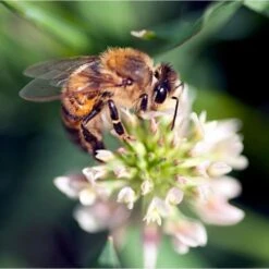 National Trust Insect Tower -Bird Supply Store is bee