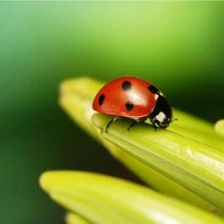 National Trust Insect Tower -Bird Supply Store is ladybird