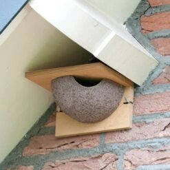 House Martin Nest (Right Single)