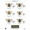 ID Chart - Guide To Bees Of Britain -Bird Supply Store m20248