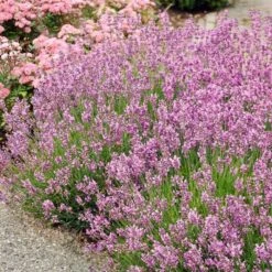 Pink Lavender 'Lavandula Angustifolia Rosea' (8 X 9cm Pots)