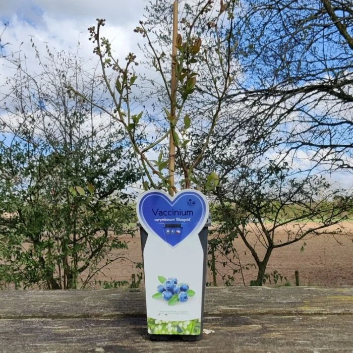 Blueberry 'Bluegold' (11cm Pot) 4 Blueberry 'Bluegold' (11cm Pot) - Image 2