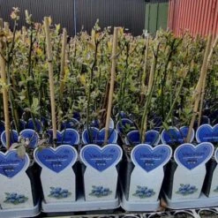 Blueberry 'Bluegold' (11cm Pot) 11 Blueberry 'Bluegold' (11cm Pot) -Bird Supply Store rsz 1bluebell 2