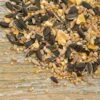 Bird Table Seed Mix -Bird Supply Store rsz 1table seed 13005 ah 0923
