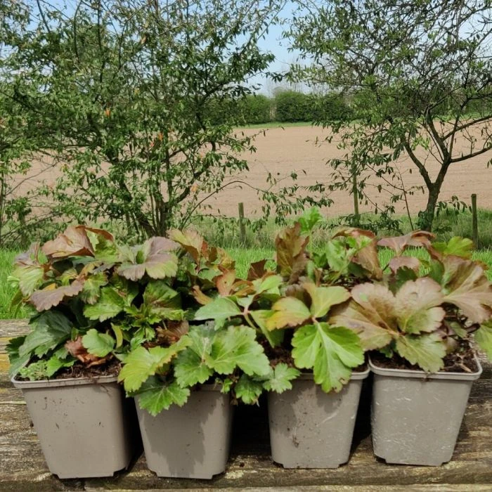 Barren Strawberry 'Waldsteinia Ternata' (8 X 9cm Pots) 6 Barren Strawberry 'Waldsteinia Ternata' (8 X 9cm Pots) - Image 4