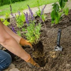 Wild Sage Salvia Nemorosa 'Ostfriesland' (8 X 9cm Pots) -Bird Supply Store steppen salbei 80068 1